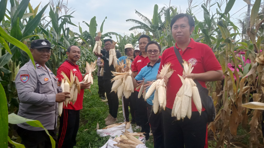 PEMERINTAH DESA BUAHAN HADIRI GELAR PANEN JAGUNG DARI POLSEK TABANAN